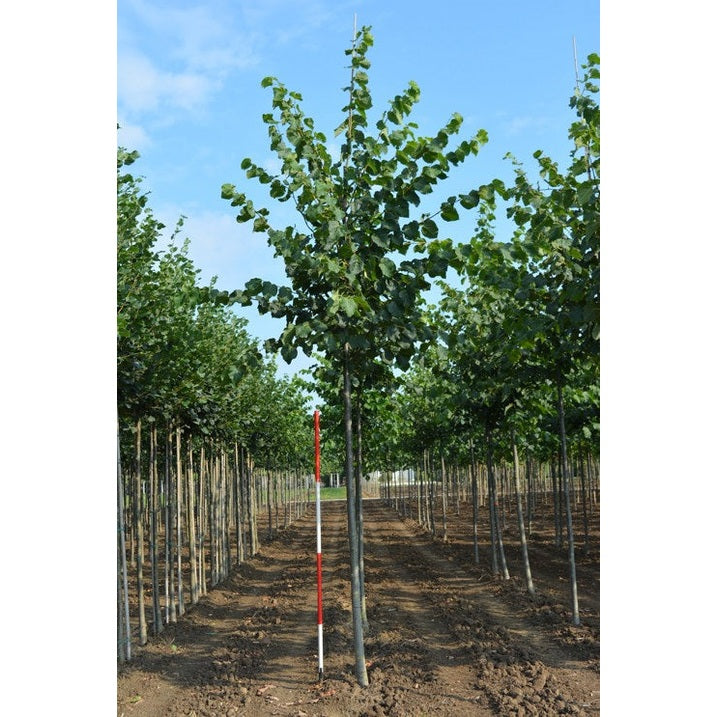 Lind - Tilia flavescens 'Glenleven' - Stammens omkrets 14-16 cm, höjd 3,5-4 meter, HS, W